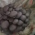 平菇出菇包。高营养高产抗病。平菇袖珍菇鸡腿菇姬菇出菇包
