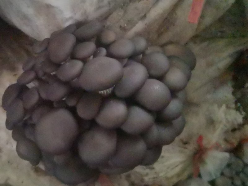 平菇出菇包。高营养高产抗病。平菇袖珍菇鸡腿菇姬菇出菇包