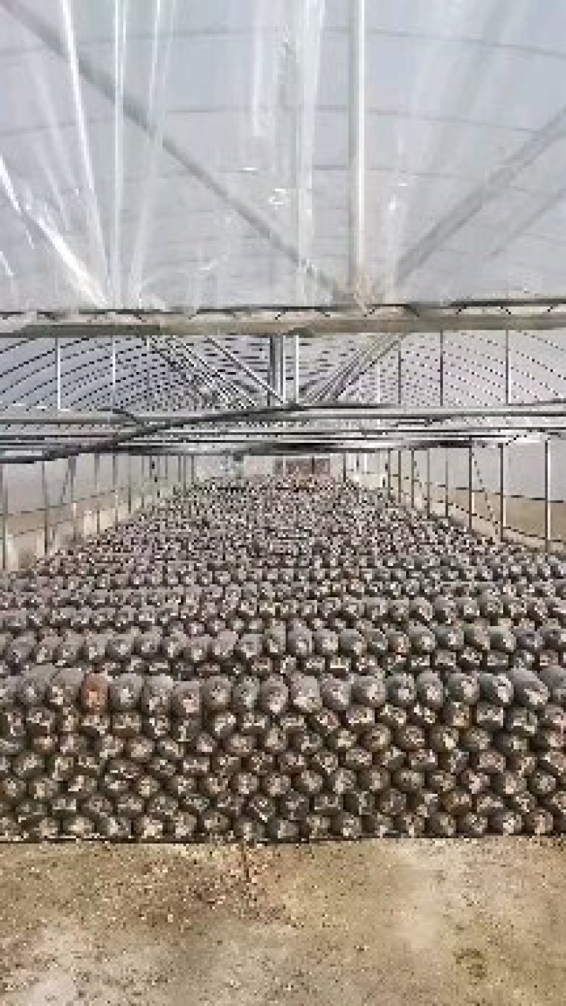 平菇出菇包。高营养高产抗病。平菇袖珍菇鸡腿菇姬菇出菇包