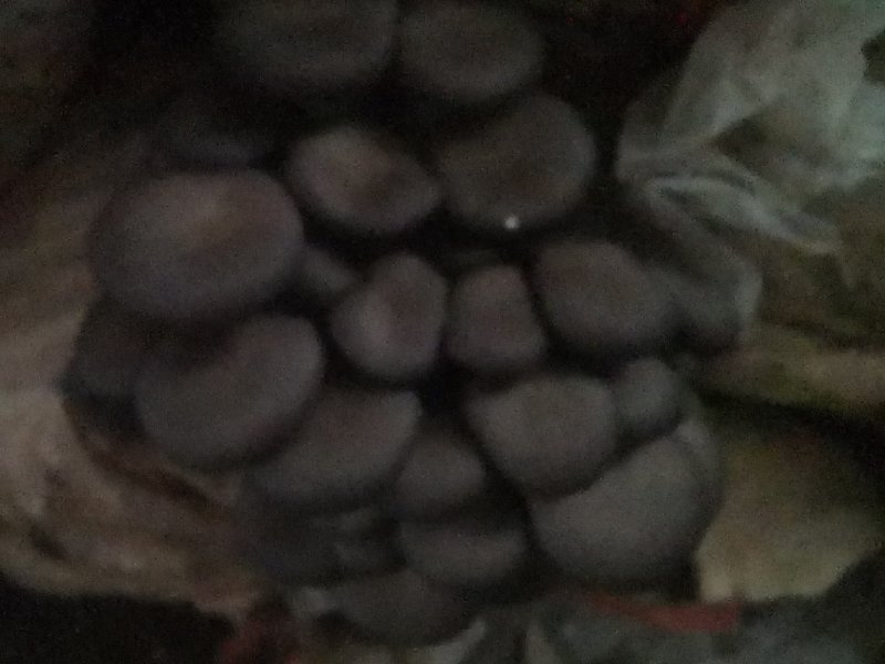 平菇出菇包。高营养高产抗病。平菇袖珍菇鸡腿菇姬菇出菇包