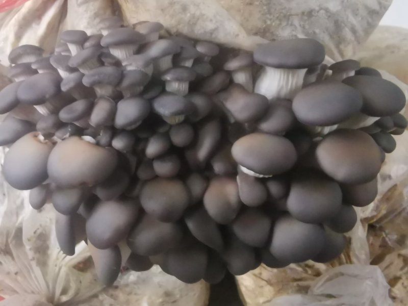 平菇出菇包。高营养高产抗病。平菇袖珍菇鸡腿菇姬菇出菇包