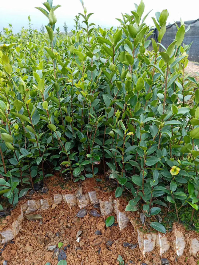 长林系列品种油茶杯苗，品种良
