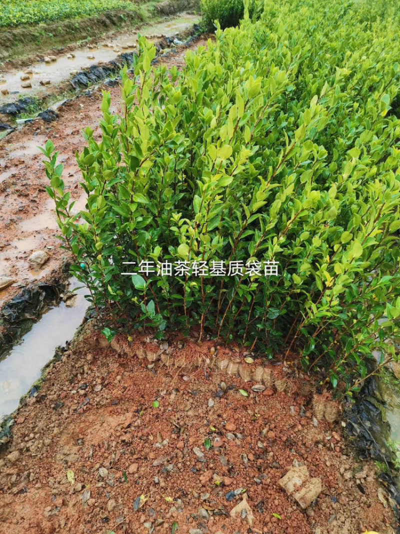 长林系列品种油茶杯苗，品种良