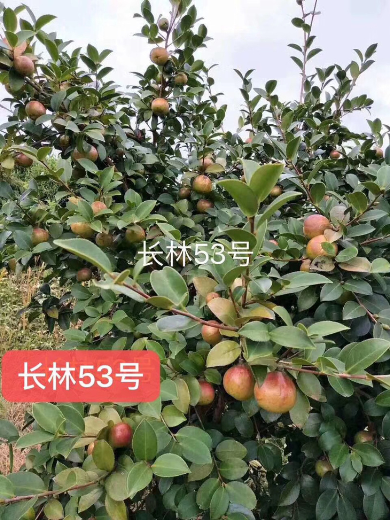 长林系列嫁接油茶苗，品种良