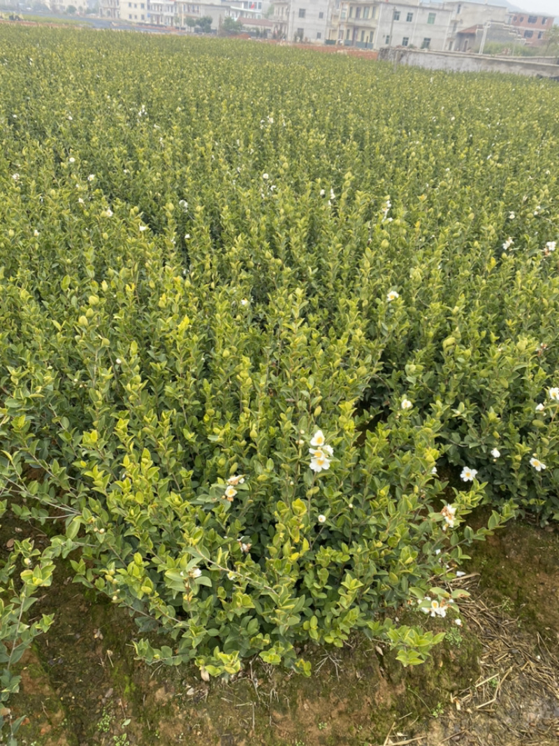 长林系列嫁接油茶苗，品种良