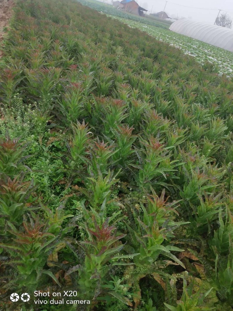 优质莴笋、莴苣大量新鲜供应，色泽青秀个头均匀，质优价廉