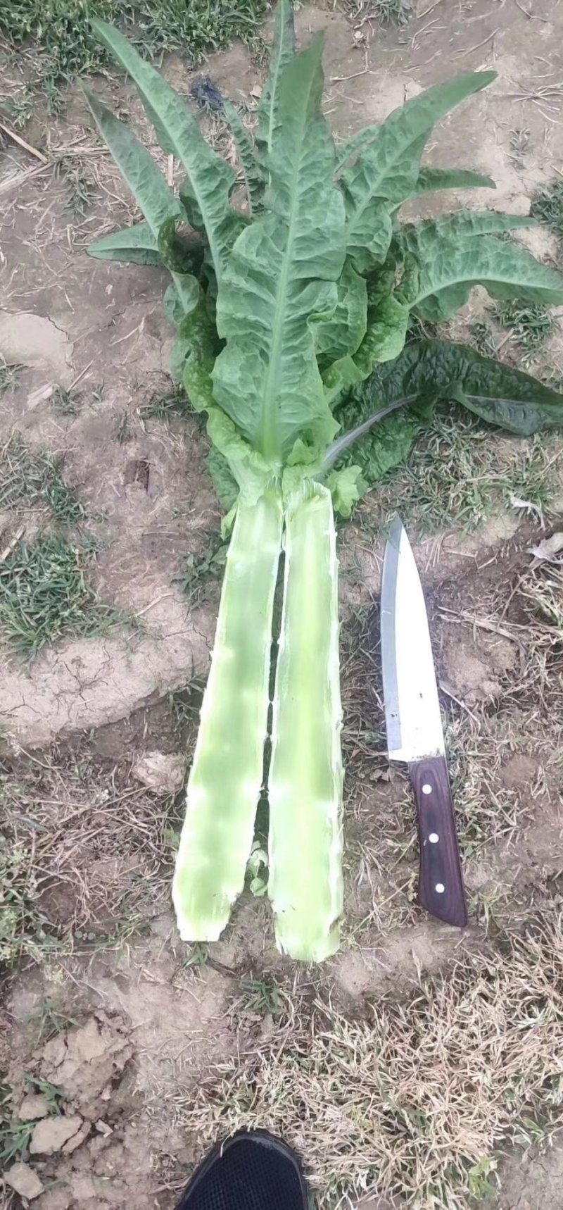 优质莴笋、莴苣大量新鲜供应，色泽青秀个头均匀，质优价廉