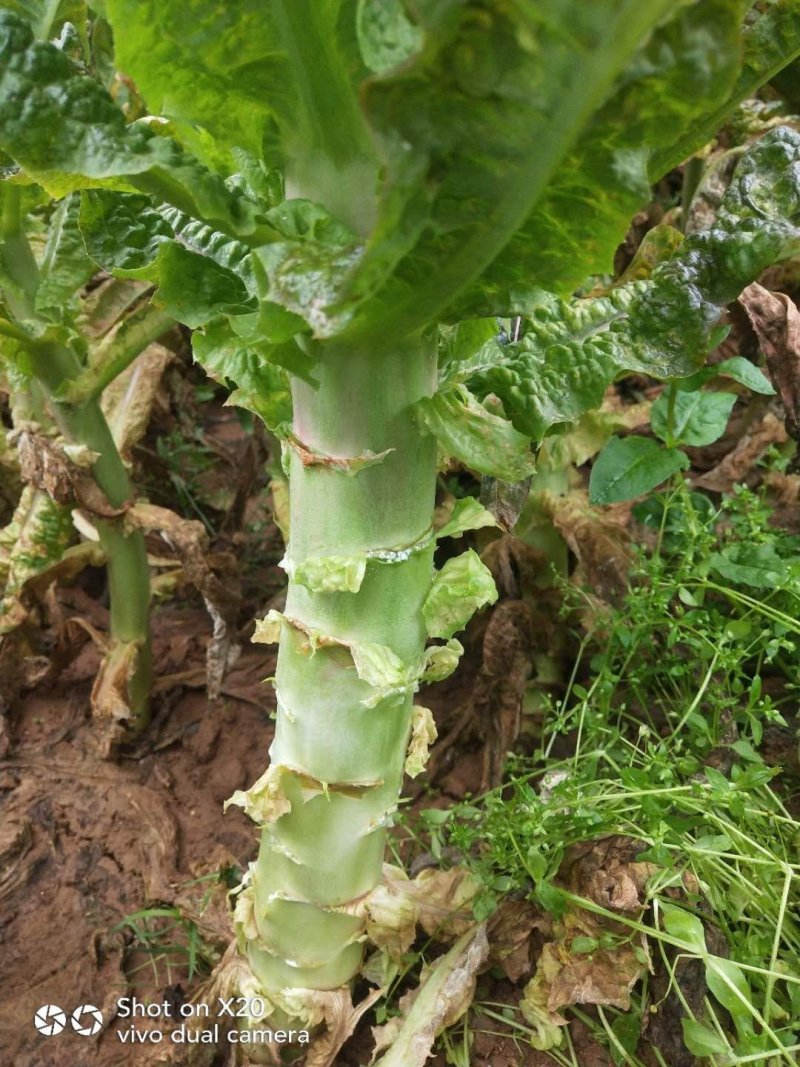 优质莴笋、莴苣大量新鲜供应，色泽青秀个头均匀，质优价廉