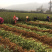 长林系列二年生油茶苗
