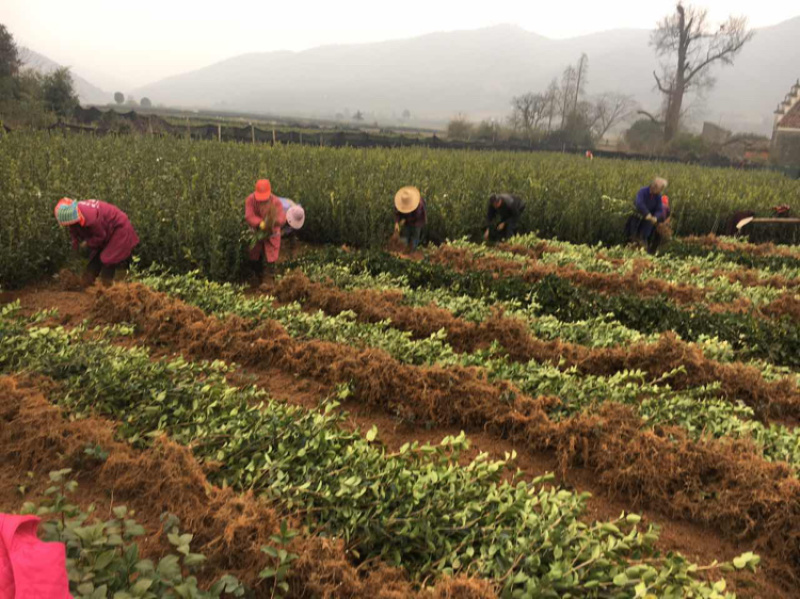 长林系列二年生油茶苗