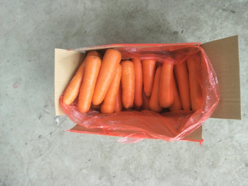 精品中条红罗卜大量现货供应，根据客户需求包装供货