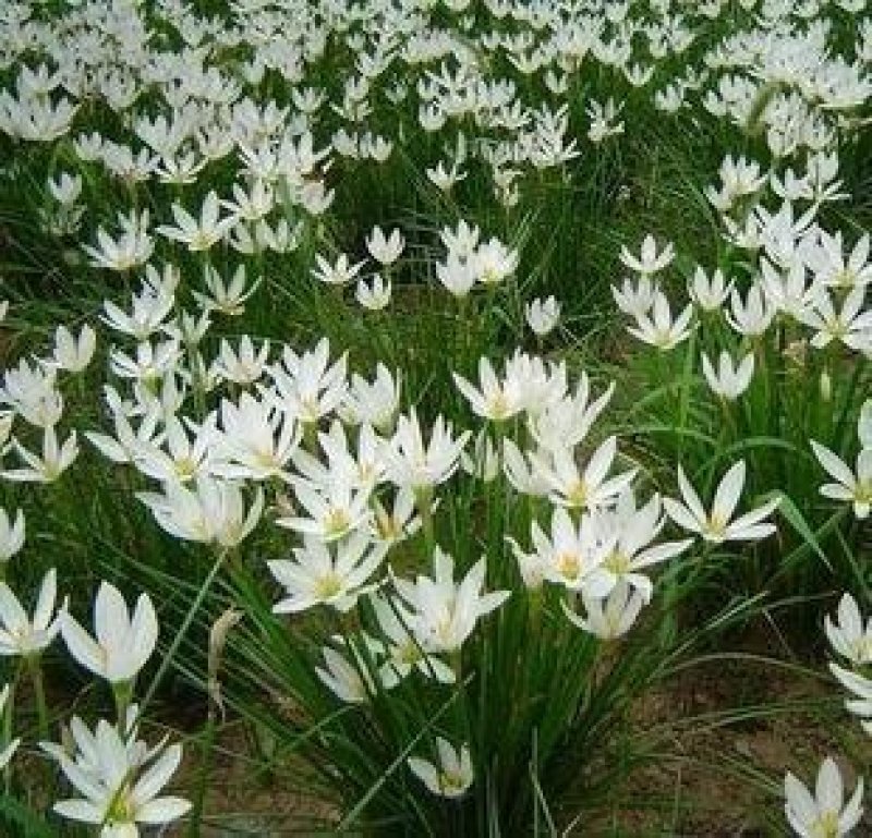 老兵苗圃自产自销葱兰