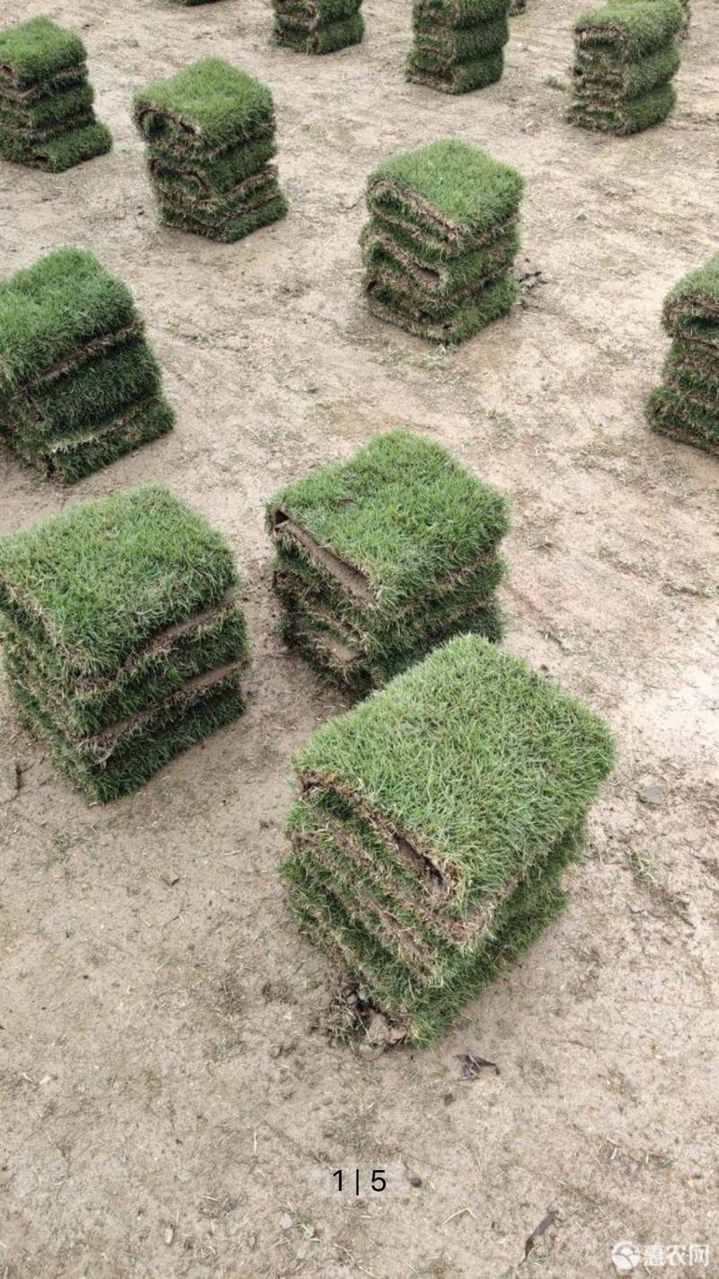 大量绿化草皮批发