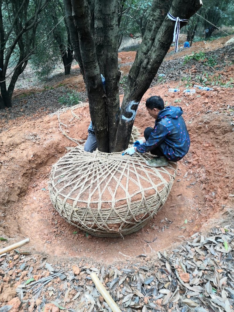 丛生桂花15-20-30-40-50-70公分各规格树