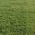 北京草坪基地草坪销售价格养护技术种植草坪园林绿化