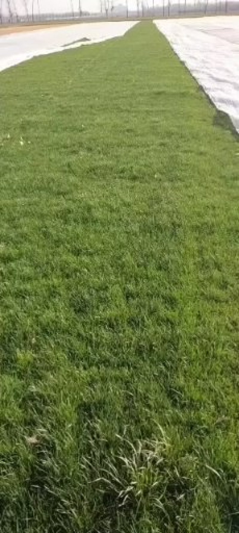 北京草坪基地草坪销售价格养护技术种植草坪园林绿化