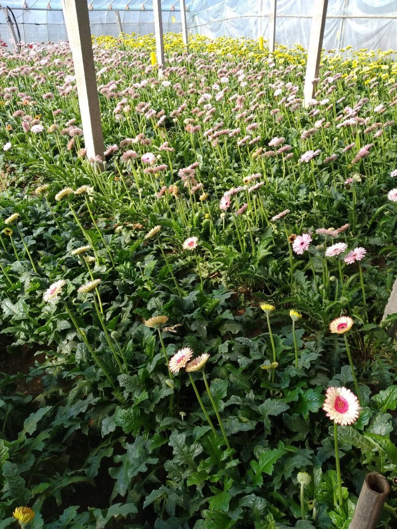 扶郎鲜花拉丝系列花束一扎20支起基地直发新鲜开业编制花篮