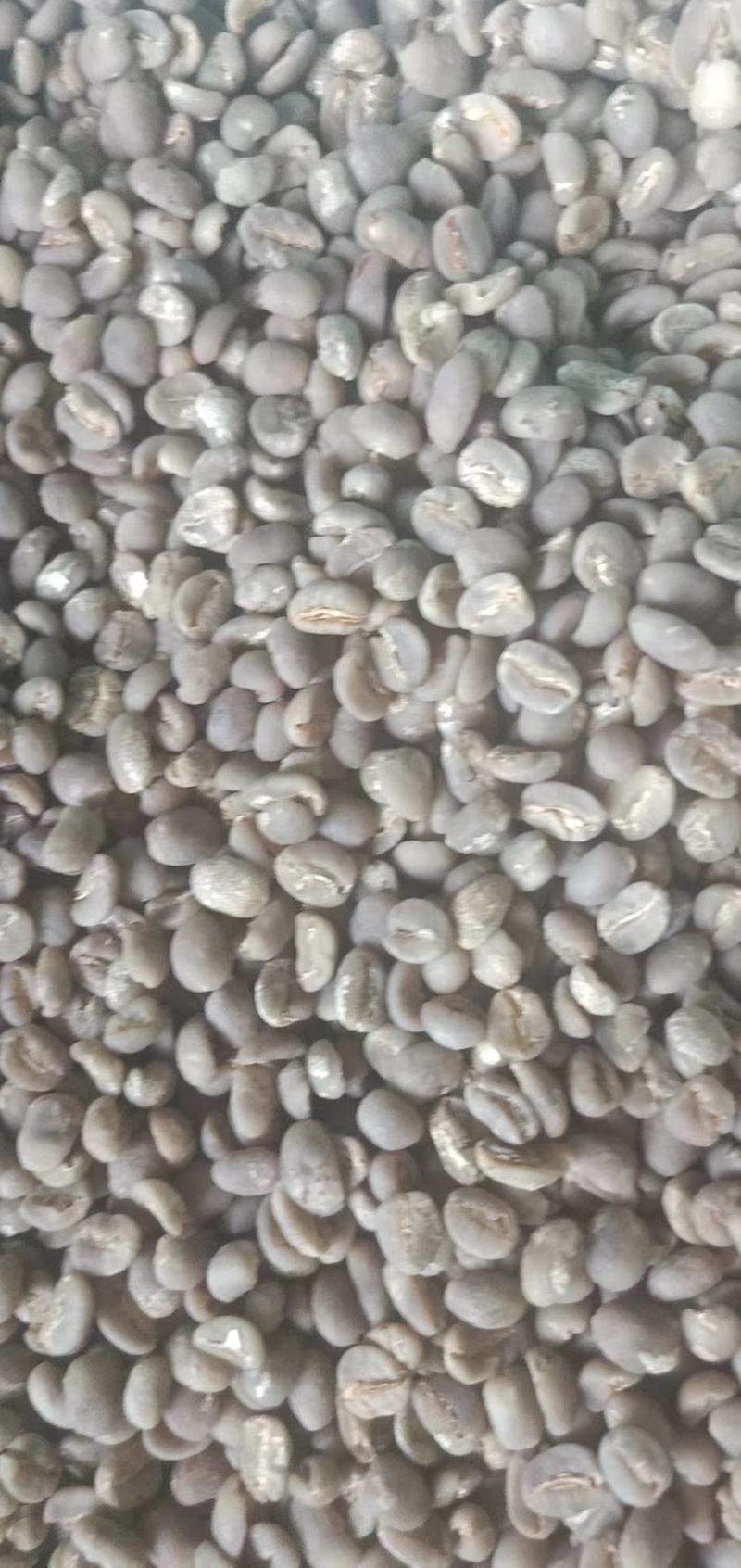 玉林市种比利卡咖啡豆