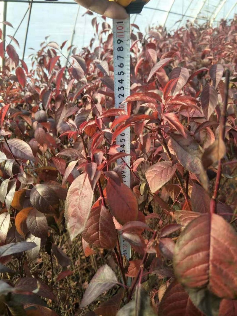红叶李，各种规格红叶李，还有杯苗，产地直销，全国邮寄。