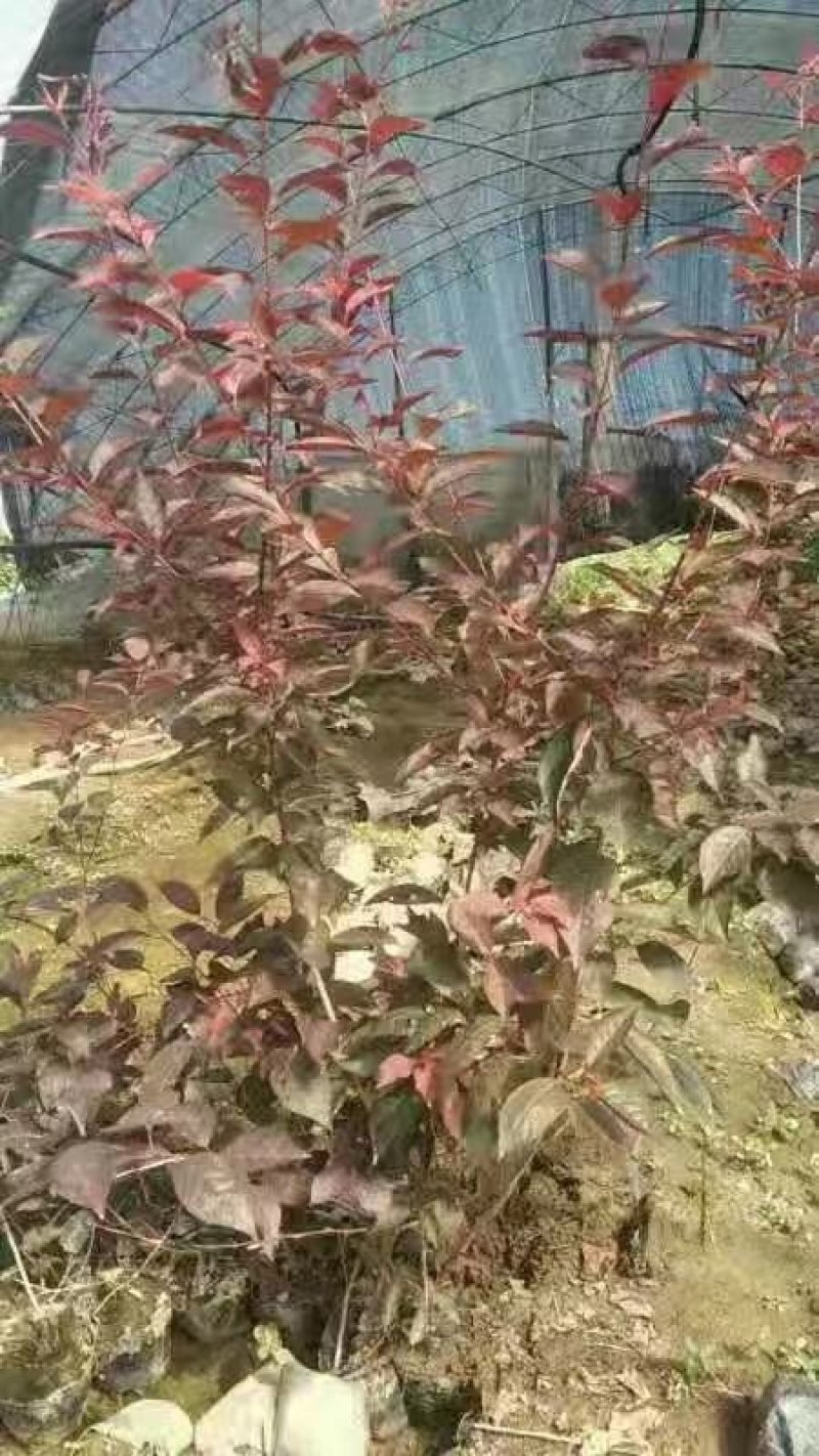红叶李，各种规格红叶李，还有杯苗，产地直销，全国邮寄。