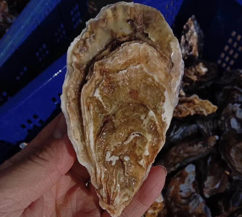 乳山生蚝乳山牡蛎单只6到8两自家养殖每天新鲜发货