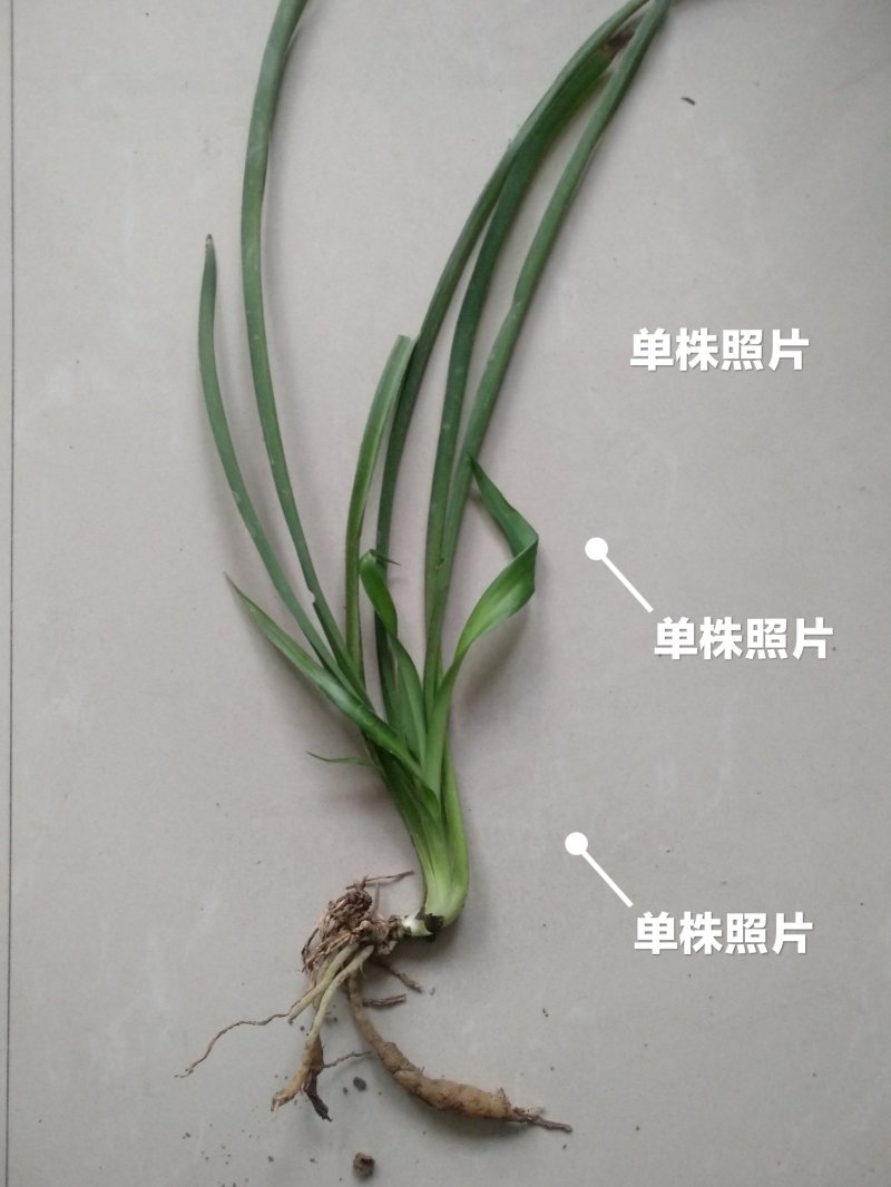 吊兰