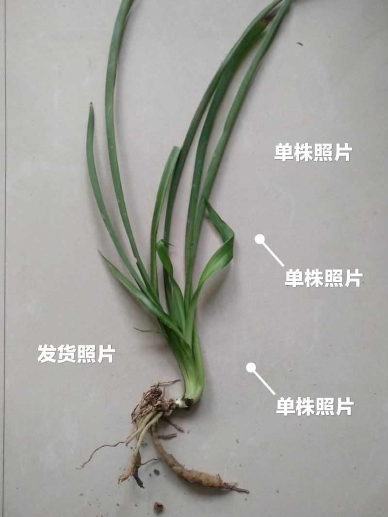 吊兰
