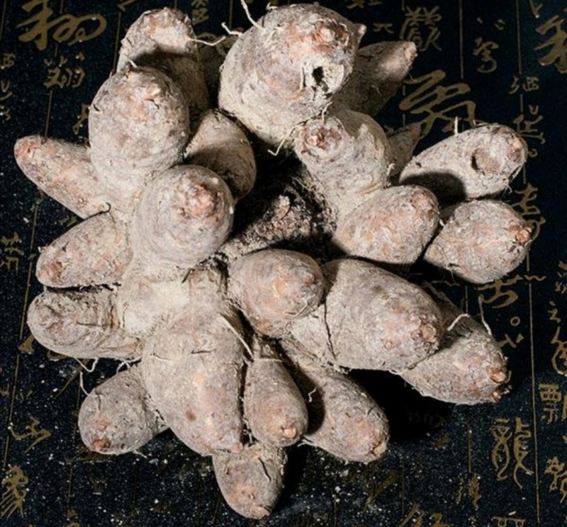 鸡爪芋，产地直供，质优价实，品质保证，药典标准道地良药