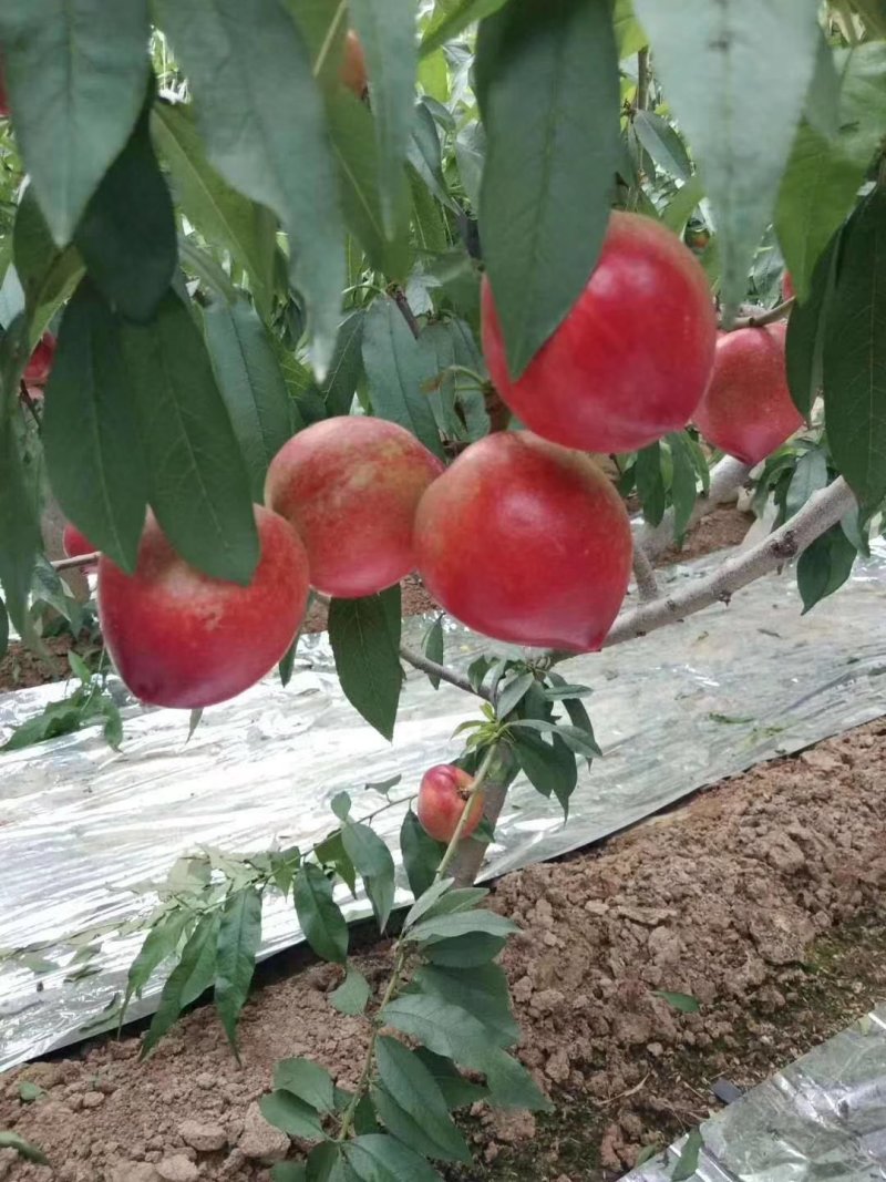山东曙光油桃黄油大量上市了，货源充足，全国发货