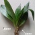 小虎尾兰