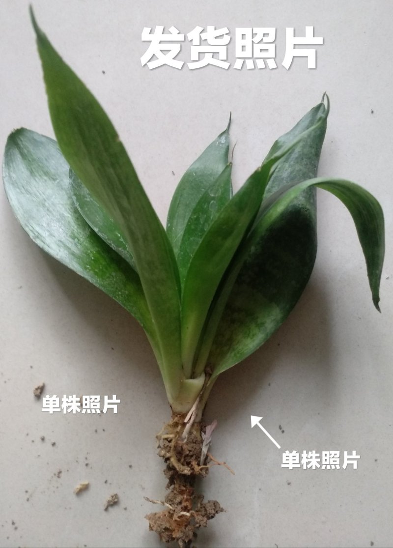 小虎尾兰