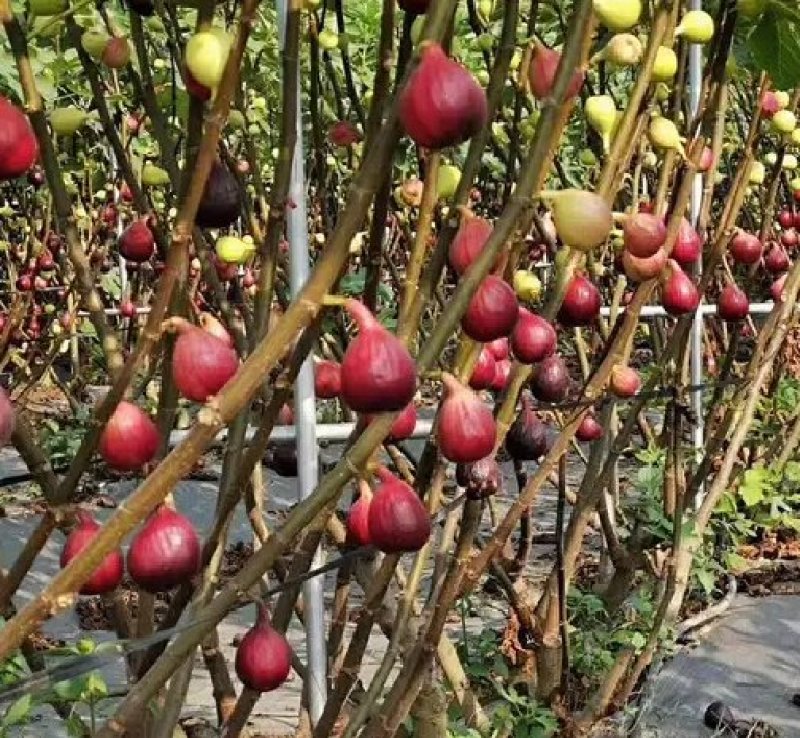 无花果种子四季庭院播种蜜果种子奶浆果文仙果树苗果树