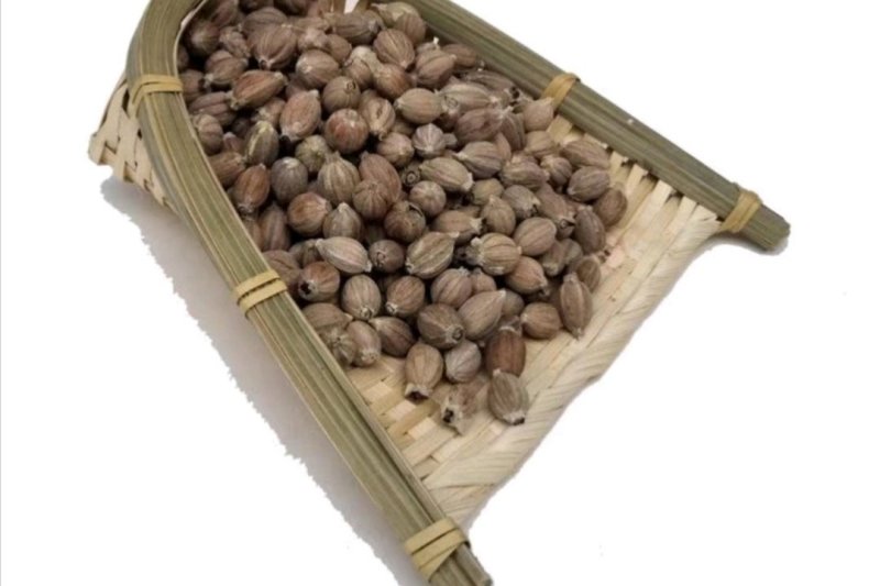 翅果，产地直供，质优价实，品质保证，药典标准道地良药