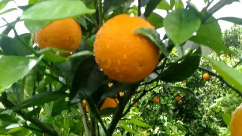 金秀精品夏橙大量上市供应，糖分充足，欢迎实力老板