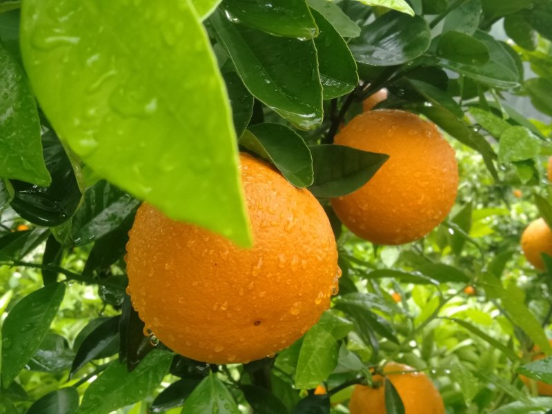 金秀精品夏橙大量上市供应，糖分充足，欢迎实力老板