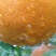 金秀精品夏橙大量上市供应，糖分充足，欢迎实力老板