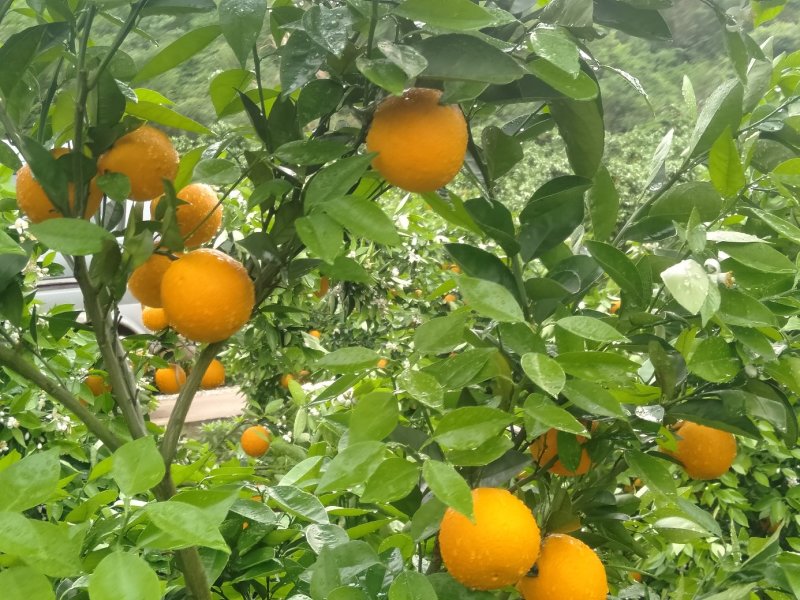 金秀精品夏橙大量上市供应，糖分充足，欢迎实力老板
