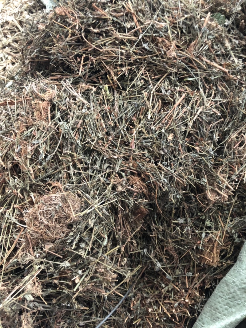 今年新货田基黄挑杂质纯无硫