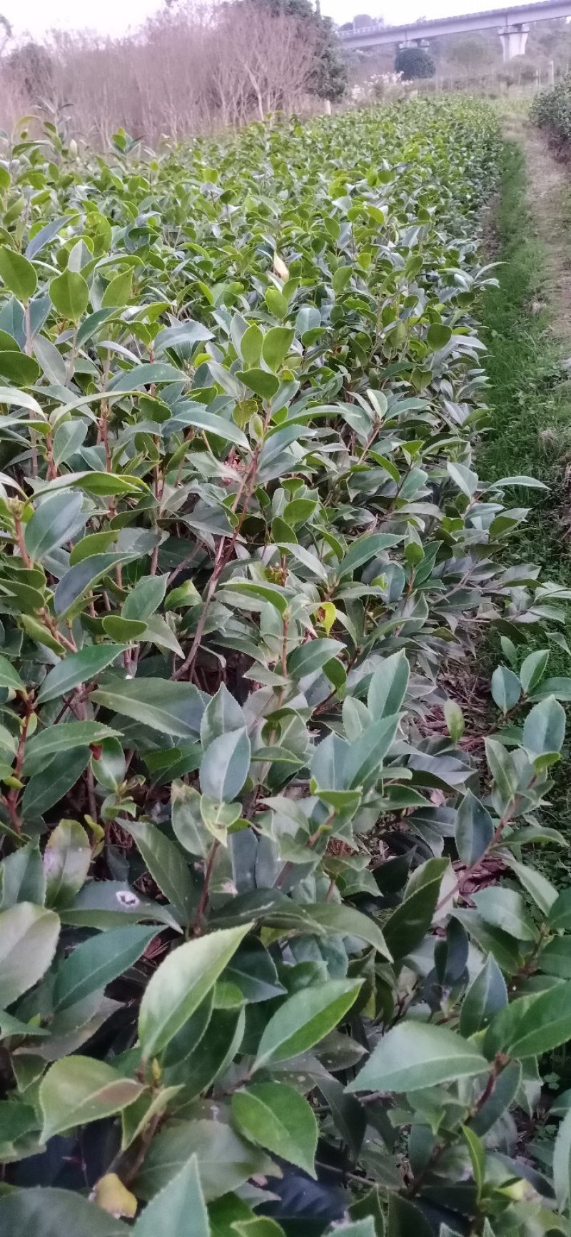 茶花