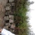 重阳木，盐城重阳木，5到12公分重阳木种植300亩