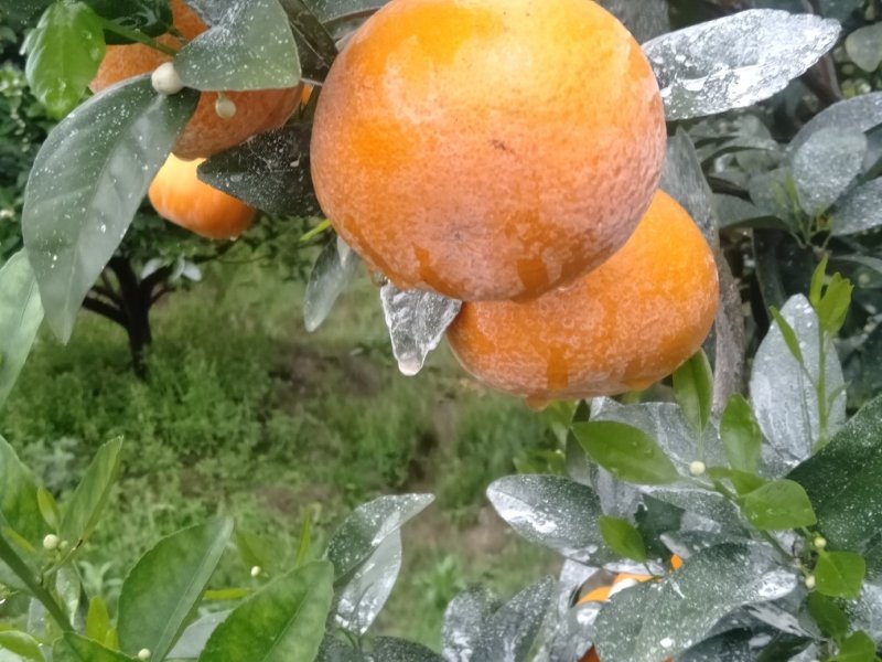 茂谷柑好货大量供应，糖分充足，大量上市供应