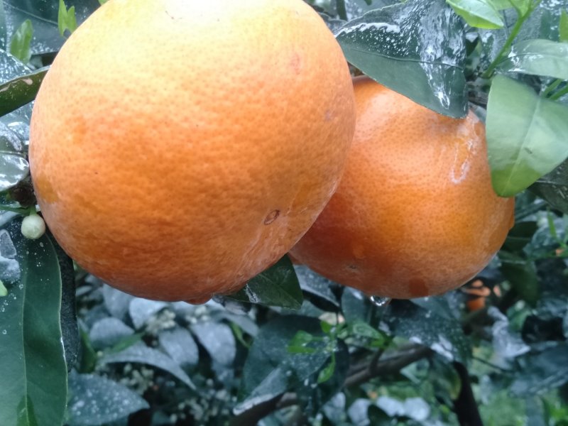 茂谷柑好货大量供应，糖分充足，大量上市供应