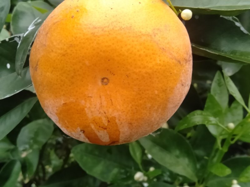 茂谷柑好货大量供应，糖分充足，大量上市供应