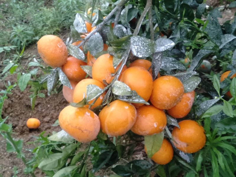 茂谷柑好货大量供应，糖分充足，大量上市供应