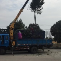 大叶女贞，江苏盐城大叶女贞种植基地销售大叶女贞
