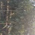 枇杷树，10公分枇杷树，盐城大丰枇杷树主要产区