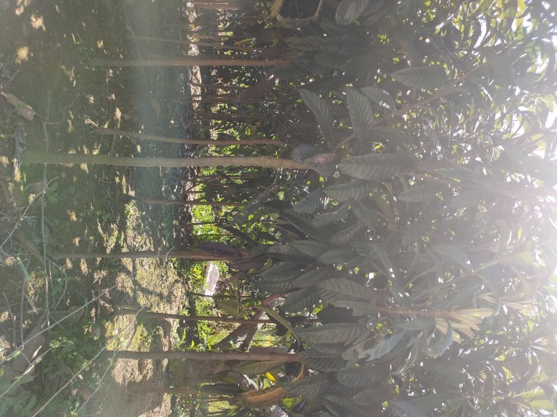 枇杷树，10公分枇杷树，盐城大丰枇杷树主要产区