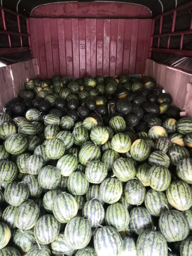 花麒麟西瓜7斤打底8成熟1茬