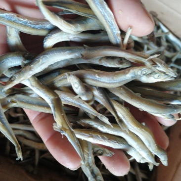 银针鱼质优价廉，诚信为本