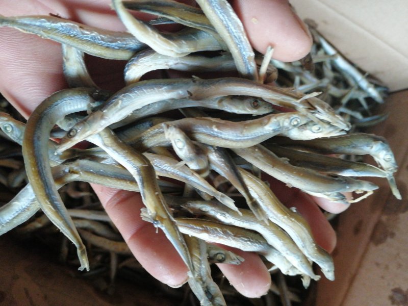 银针鱼质优价廉，诚信为本